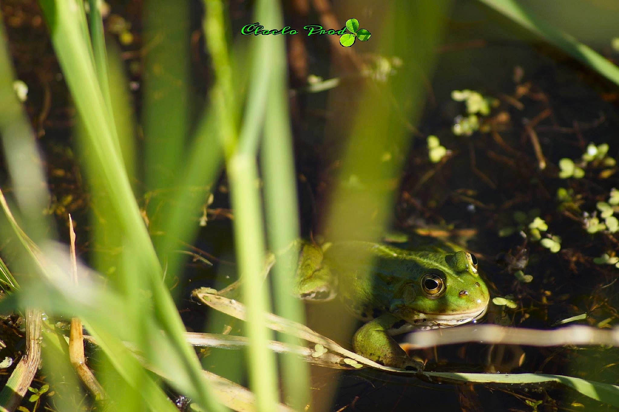 Rénette a rejoint le concours — aidez-le/la à gagner de superbes lots ! adaptation, amphibian, bullfrog, frog, grass, hyla, organism, plant, terrestrial_animal, terrestrial_plant, toad, true_frog, wildlife