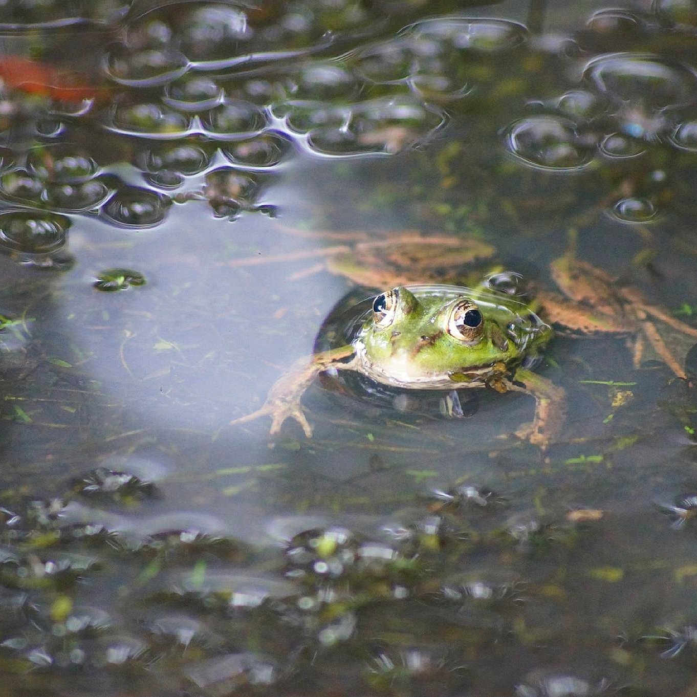 Rénette participe au concours pour gagner de l'argent avec cette photo : adaptation, amphibian, aquatic_plant, bufo, bullfrog, frog, organism, plant, pond, toad, true_frog, water, watercourse, wetland, wildlife