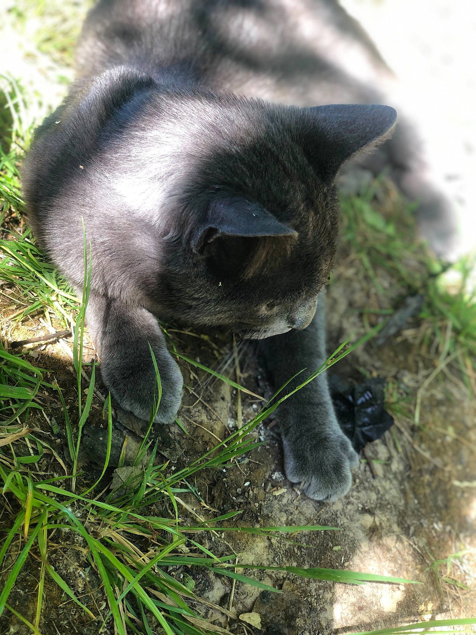 Pilou participe au concours pour gagner de l'argent avec cette photo : black_cat, burmese, canidae, carnivore, cat, fawn, felidae, fur, grass, nose, plant, small_to_medium_sized_cats, snout, tail, whiskers, wildlife