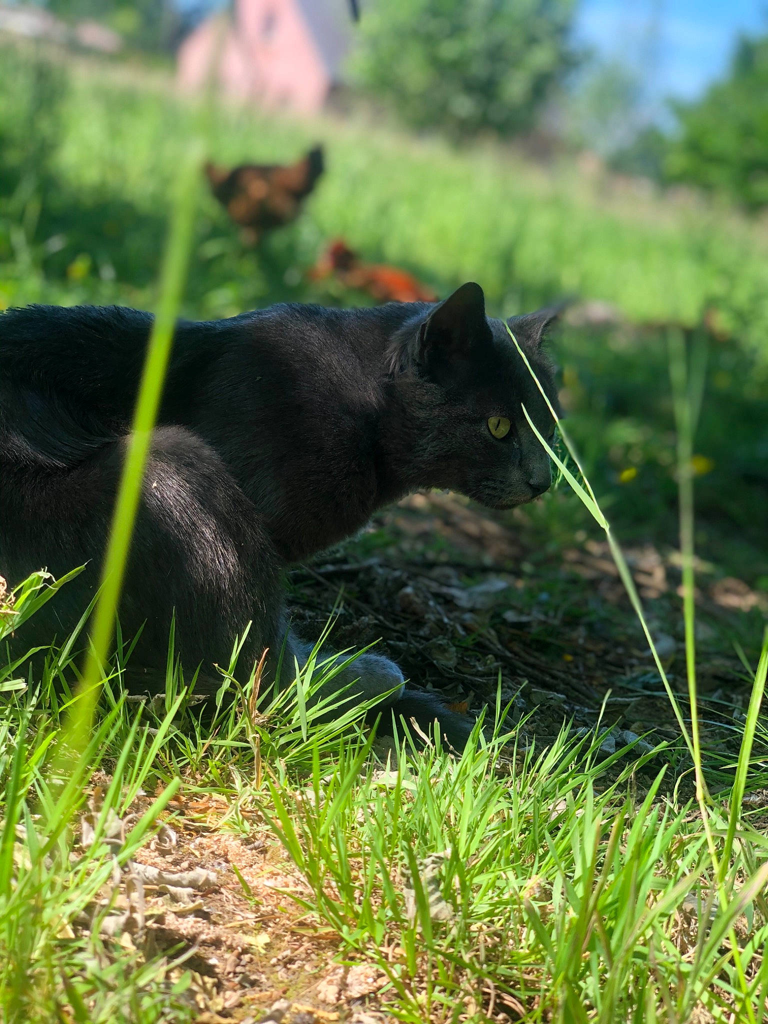 Pilou participe au concours pour gagner de l'argent avec cette photo : grass, pasture, plant, terrestrial_animal, wildlife