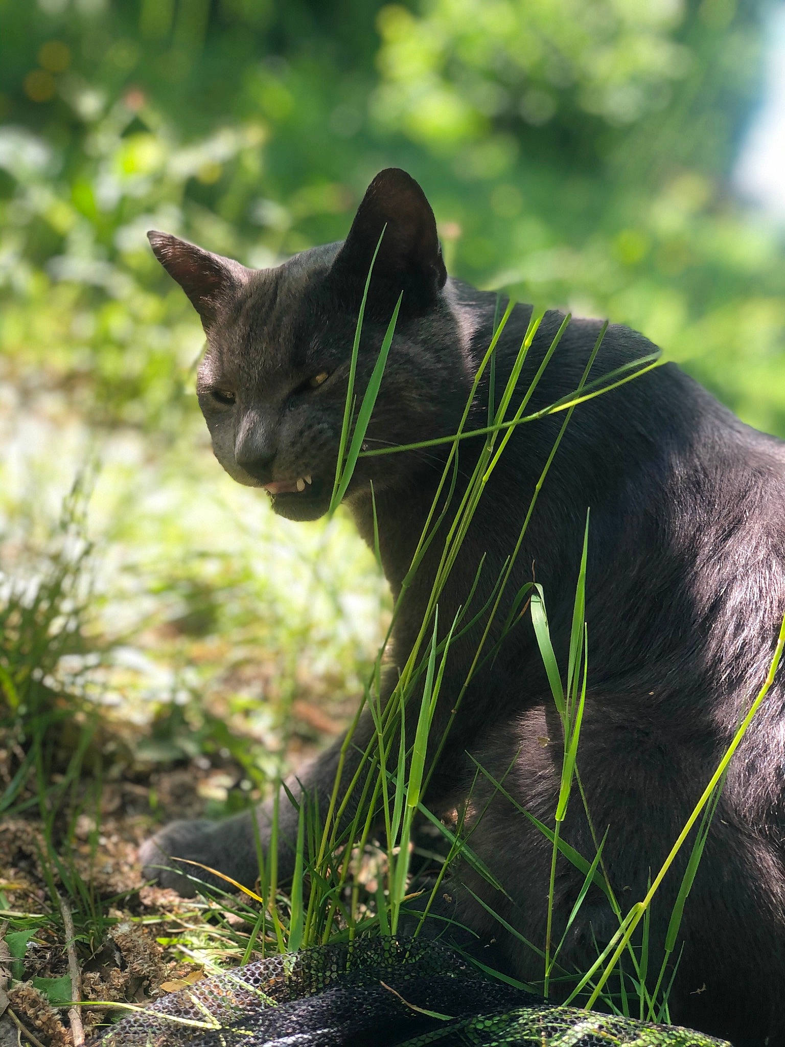 Pilou participe au concours pour gagner de l'argent avec cette photo : big_cats, black_cat, carnivore, cat, felidae, grass, mammal, plant, small_to_medium_sized_cats, snout, tail, terrestrial_animal, whiskers, wildlife