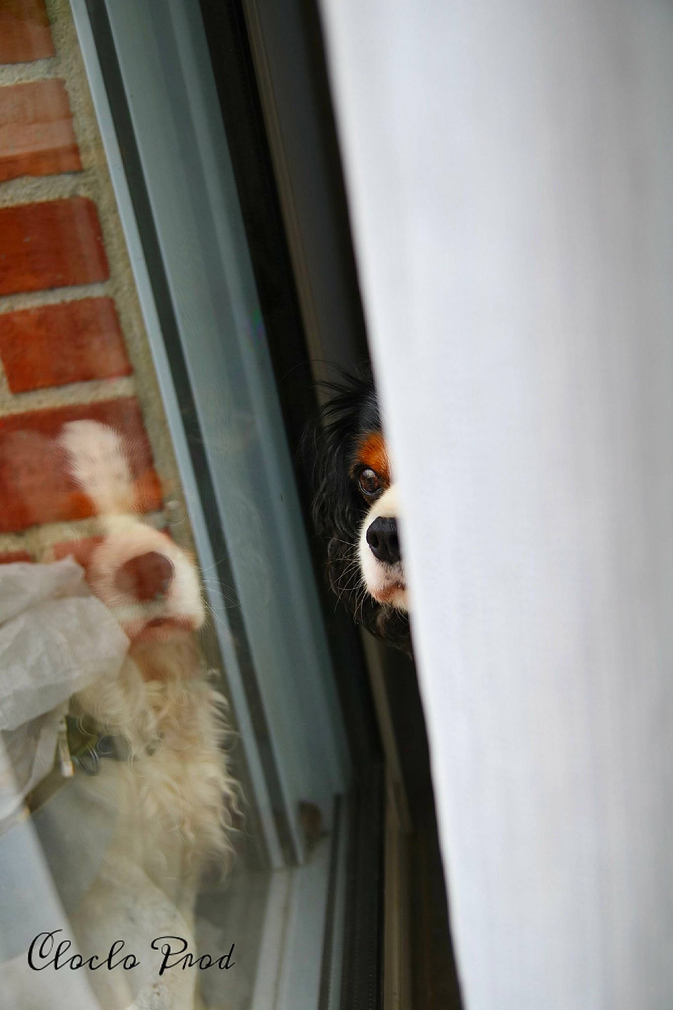 Denver participe au concours pour gagner de l'argent avec cette photo : curtain