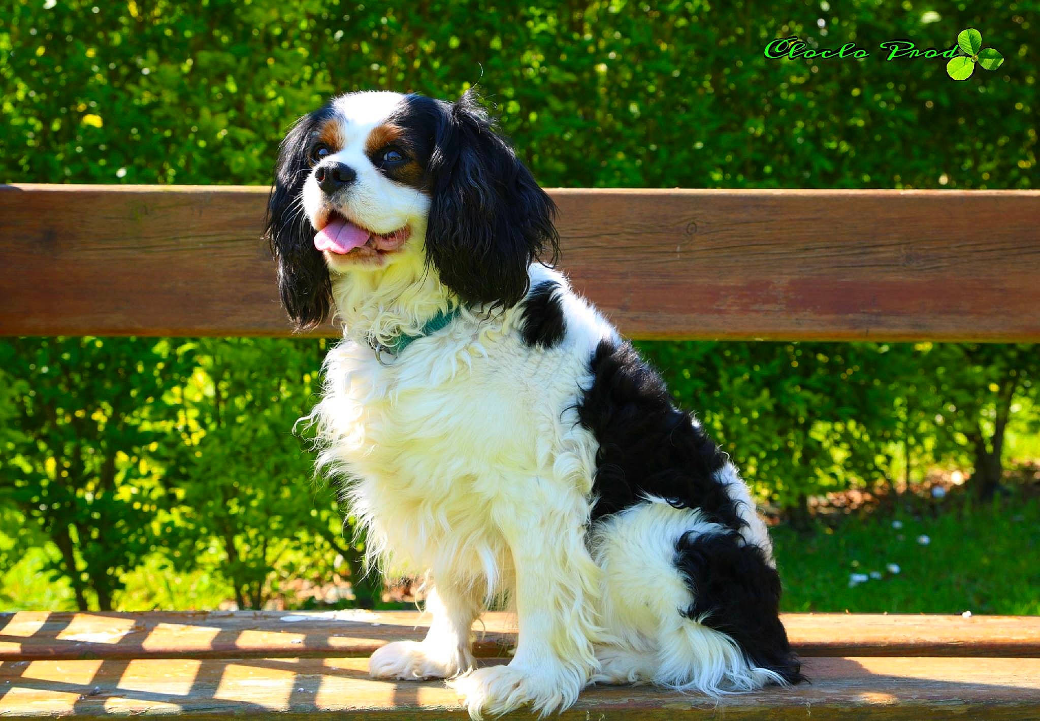 Denver a rejoint le concours — aidez-le/la à gagner de superbes lots ! canidae, carnivore, cavalier_king_charles_spaniel, companion_dog, dog, dog_breed, king_charles_spaniel, mammal, phalene, puppy, rare_breed_dog, snout, spaniel, sporting_group, toy_dog, vertebrate