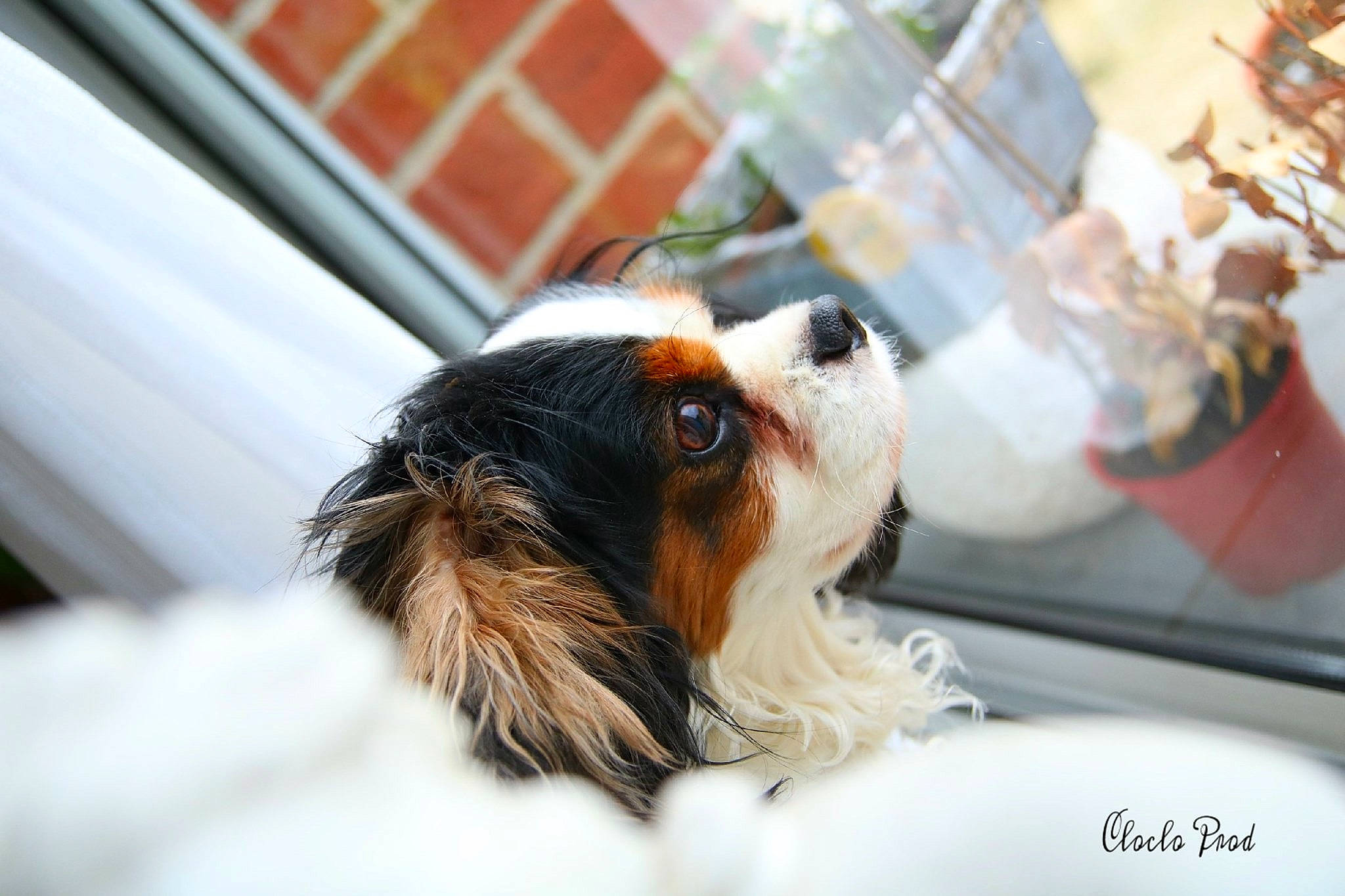 Denver a rejoint le concours — aidez-le/la à gagner de superbes lots ! canidae, carnivore, cavalier_king_charles_spaniel, companion_dog, dog, dog_breed, fawn, king_charles_spaniel, mammal, nose, phalene, puppy, rare_breed_dog, snout, spaniel, sporting_group, toy_dog, vertebrate