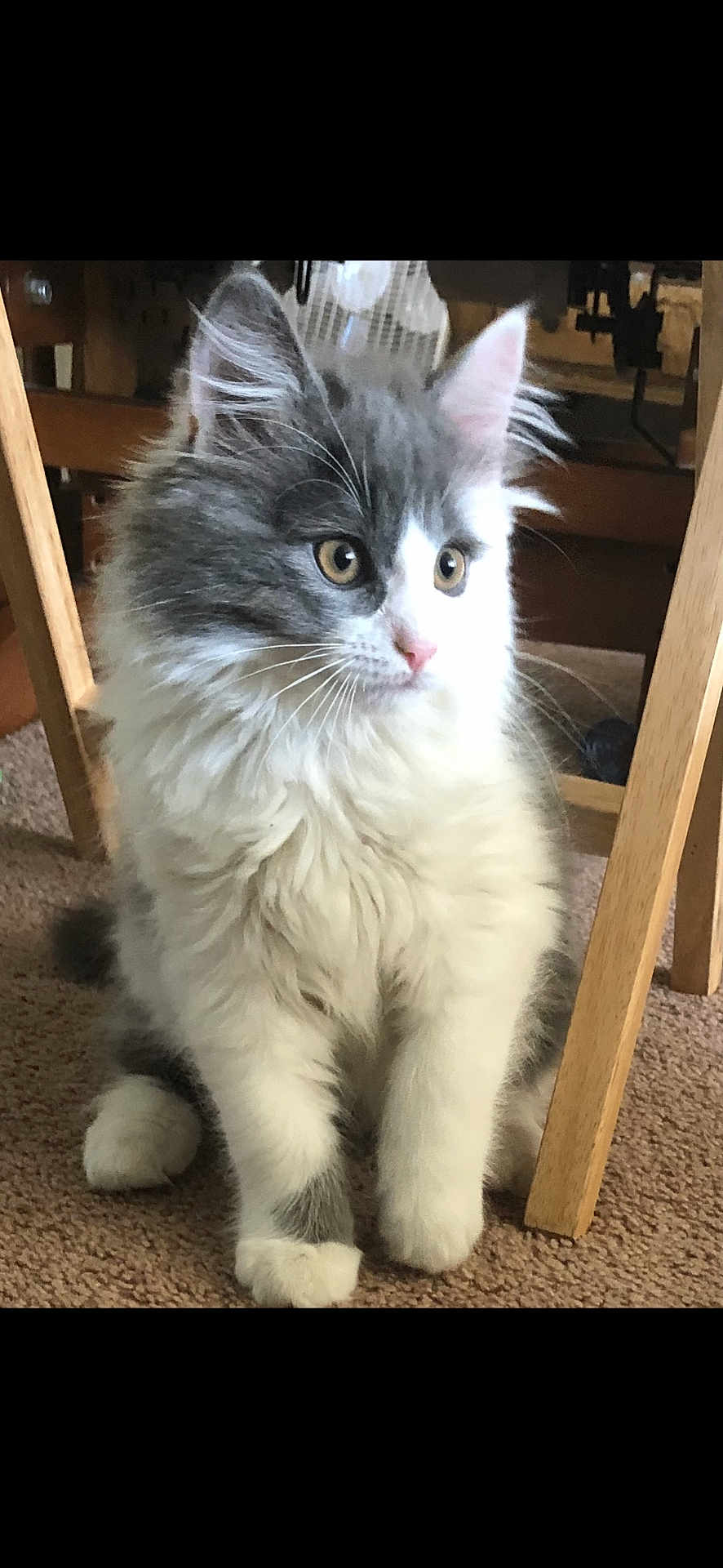 Bebe is registered to the contest to win money with this photo: kitten, cat, fluffy, gray_and_white, carpet, indoor, wooden_chair, cute, pet, feline, whiskers, curious, small, domestic_animal, young, sitting, soft_fur, animal, mammal, adorable