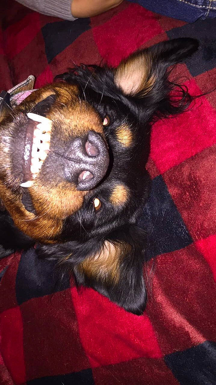 Michonne is registered to the contest to win money with this photo: canidae, carnivore, close_up, comfort, companion_dog, dog, dog_breed, ear, fawn, flesh, fur, guard_dog, pattern, paw, snout, sporting_group, terrestrial_animal, toy_dog, whiskers, working_animal