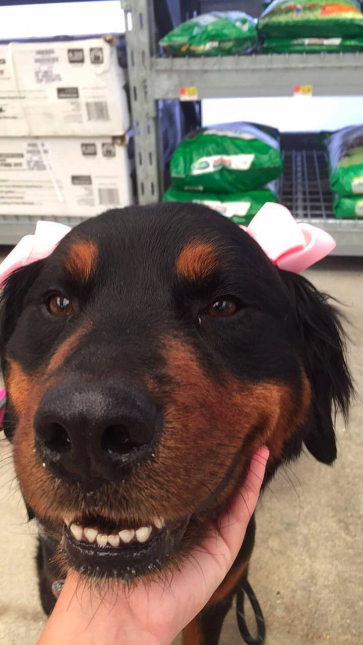 Michonne joined the competition — help win amazing prizes! canidae, carnivore, collar, companion_dog, dog, dog_breed, dog_collar, fashion_accessory, fur, green, hat, liver, personal_protective_equipment, pet_supply, rottweiler, snout, sporting_group, whiskers, working_animal, working_dog