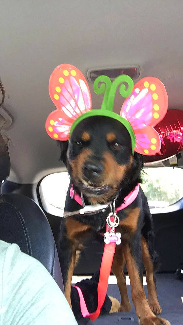 Michonne is registered to the contest to win money with this photo: canidae, carnivore, collar, companion_dog, dog, dog_breed, dog_collar, dog_supply, ear, fashion_accessory, fawn, guard_dog, hat, leash, party_hat, plant, snout, sporting_group, window, working_animal