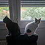animal, backlit, black_cat, cat, chair, domestic, feline, greenery, indoor, looking_at_camera, looking_away, nature_outside, peaceful, pet, quiet, silhouette, sitting, two_animals, white_cat, window