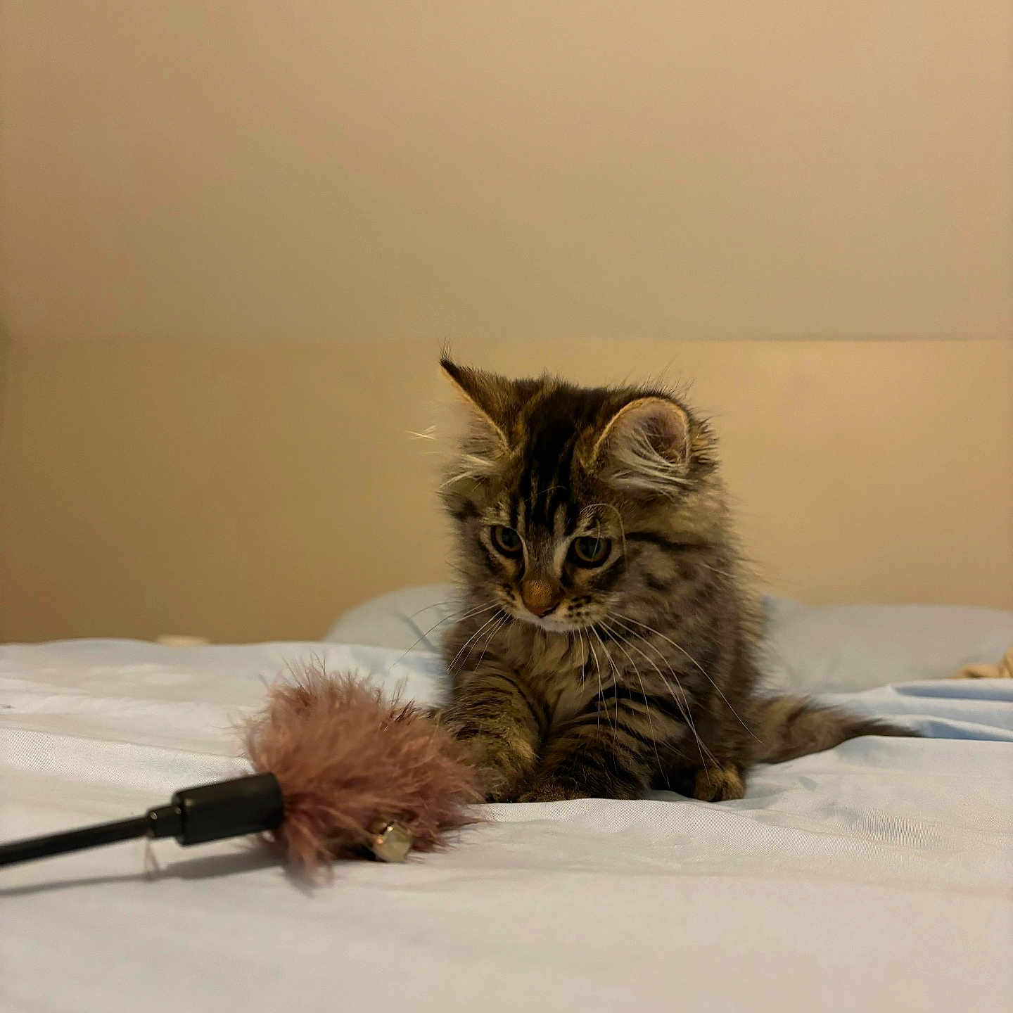 Vod-K participe au concours pour gagner de l'argent avec cette photo : accessories, animal, bed, bedroom, brush, cat, computer, device, electricaldevice, furniture, hardwood, indoors, kitten, manx, microphone, pet, room, strap, tool, wood