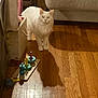 animal, cat, childrens_toy, couch, cozy, curious, domestic_cat, flooring, fluffy, furniture, glowing_eyes, household, indoor, living_room, pet, shadow, standing, toy, white_cat, wooden_floor