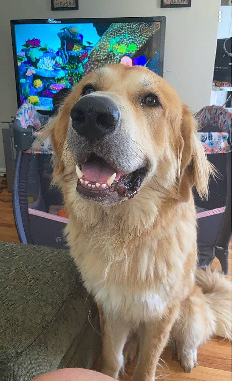 Blay joined the competition — help win amazing prizes! canidae, carnivore, collar, companion_dog, dog, dog_breed, fawn, flower, fur, golden_retriever, gun_dog, houseplant, pet_supply, plant, retriever, snout, sporting_group, whiskers, working_animal, working_dog