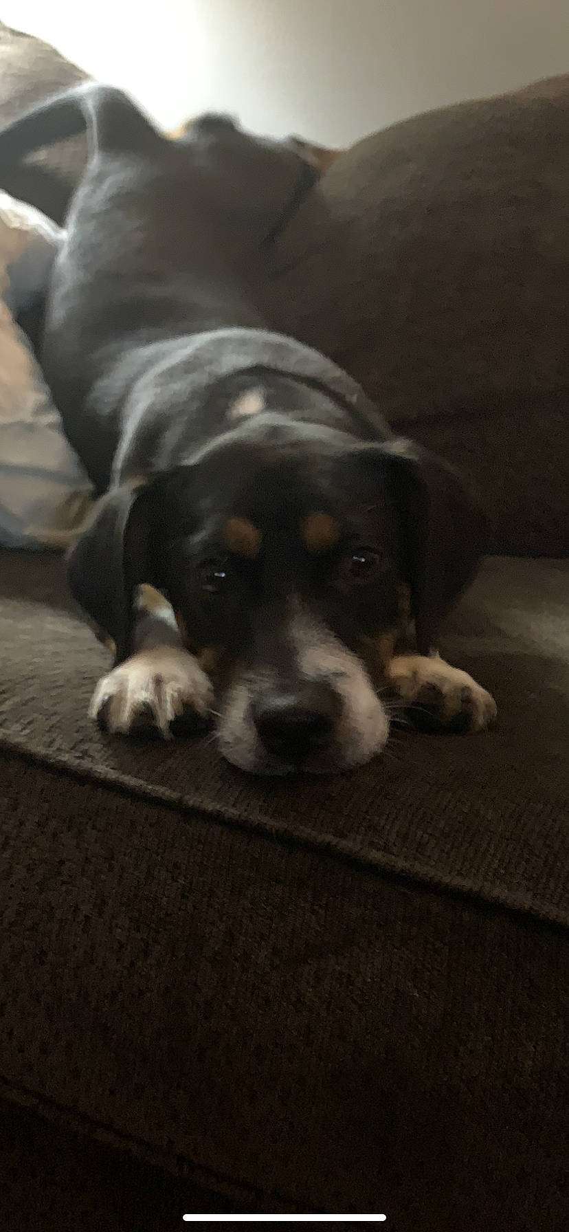 Hatch is registered to the contest to win money with this photo: beaglier, bored, canidae, carnivore, comfort, companion_dog, dog, dog_breed, flooring, scent_hound, sporting_group, terrestrial_animal, whiskers, working_dog