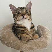 Moumoune a rejoint le concours — aidez-le/la à gagner de superbes lots ! animal, cat, cat_tree, centered_composition, ears, feline, fluffy, front_view, green_eyes, indoor, paws, pet, portrait, scratching_post, short_hair, sitting, striped_fur, tabby, wall, whiskers