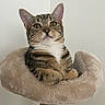 animal, cat, cat_tree, centered_composition, ears, feline, fluffy, front_view, green_eyes, indoor, paws, pet, portrait, scratching_post, short_hair, sitting, striped_fur, tabby, wall, whiskers