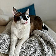 Sparco participe au concours pour gagner de l'argent avec cette photo : cat, blue_eyes, lying_down, blanket, cozy, indoor, pet, fur, whiskers, relaxed, closeup, portrait, animal, soft_texture, home, curious, ears, paws, resting, feline