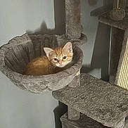 Butterfinger is registered to the contest to win money with this photo: cat, cat_tree, closeup, cozy, cute, domestic, ears, fur, furniture, hammock, indoor, kitten, orange_tabby, pet, plush, portrait, shadow, sitting, vertical_portrait, whiskers