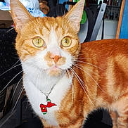Gwada a rejoint le concours — aidez-le/la à gagner de superbes lots ! cat, orange_cat, white_fur, whiskers, indoor, necklace, pendant, curious, close_up, pet, animal, feline, yellow_eyes, fur_pattern, domestic_cat, household, background_blur, portrait, standing, looking_away