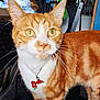 cat, orange_cat, white_fur, whiskers, indoor, necklace, pendant, curious, close_up, pet, animal, feline, yellow_eyes, fur_pattern, domestic_cat, household, background_blur, portrait, standing, looking_away
