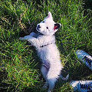 Abu a rejoint le concours — aidez-le/la à gagner de superbes lots ! puppy, dog, grass, outdoor, playful, white_fur, black_ear, collar, lying_down, greenery, sunlight, shoes, sneakers, cute, pet, animal, nature, young_dog, summer, happy