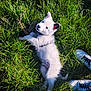animal, black_ear, collar, cute, dog, grass, greenery, happy, lying_down, nature, outdoor, pet, playful, puppy, shoes, sneakers, summer, sunlight, white_fur, young_dog