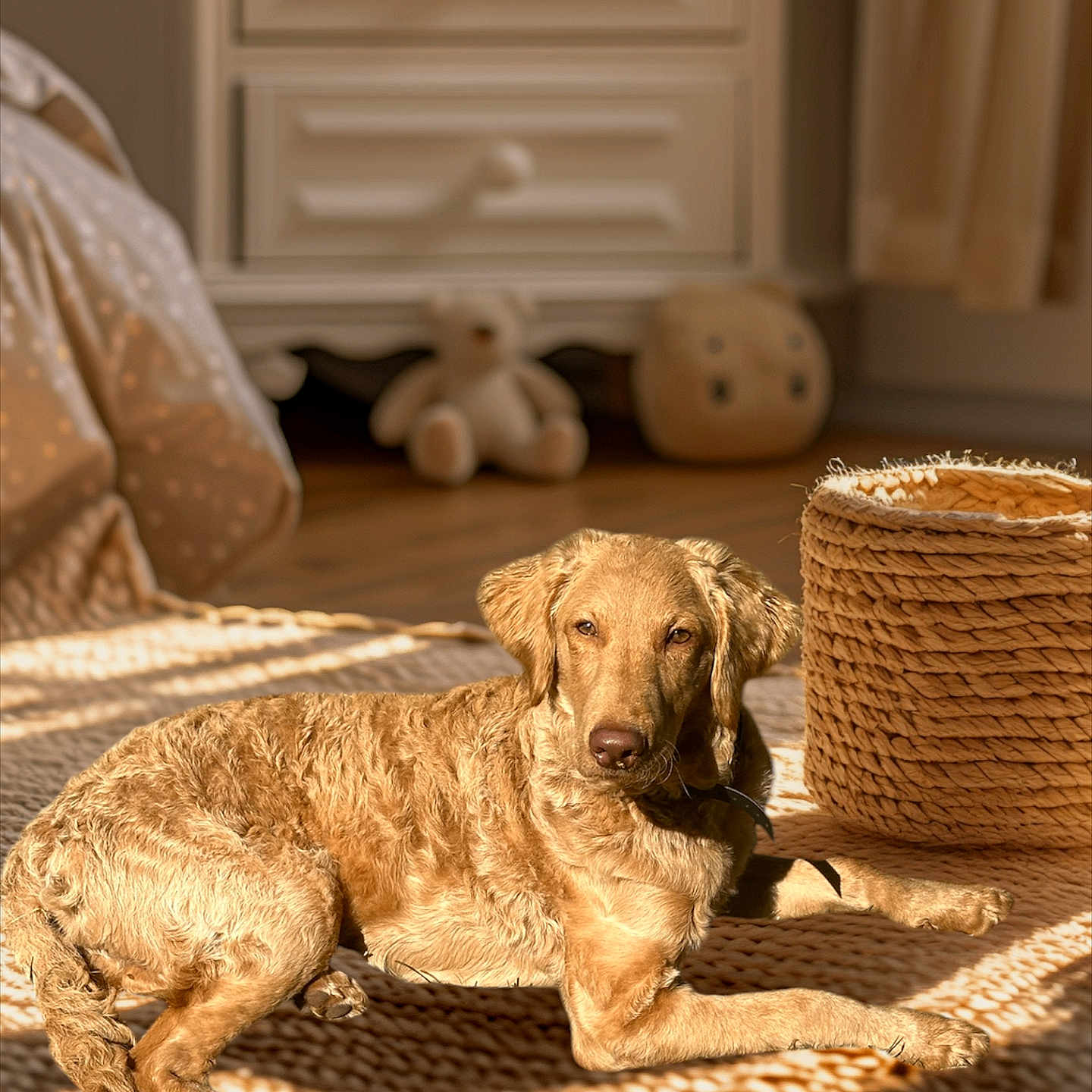 Remy joined the competition — help win amazing prizes! adult, animal, basket, bride, canine, couch, dog, dogbed, drawer, female, furniture, hardwood, homedecor, labradorretriever, person, pet, puppy, wedding, woman, wood