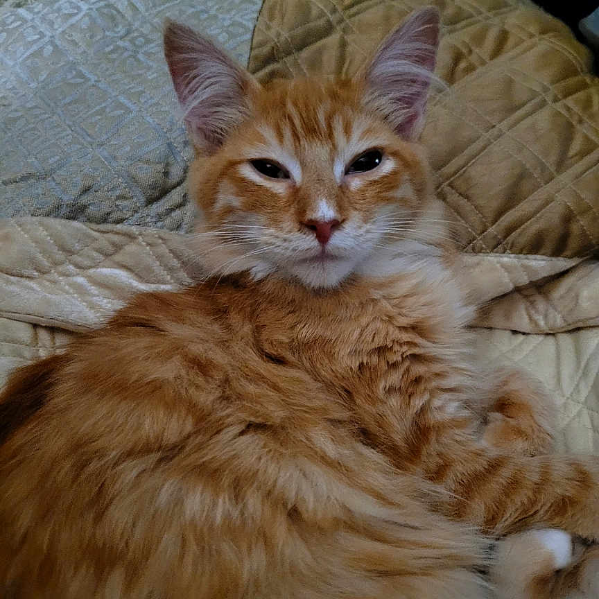 Sonshine is registered to the contest to win money with this photo: animal, bed, blanket, cat, cozy, cute, domestic_animal, ears, feline, fluffy, fur, indoor, mammal, orange_tabby, pet, quilt, relaxed, resting, sleepy, whiskers