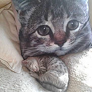 Basil joined the competition — help win amazing prizes!