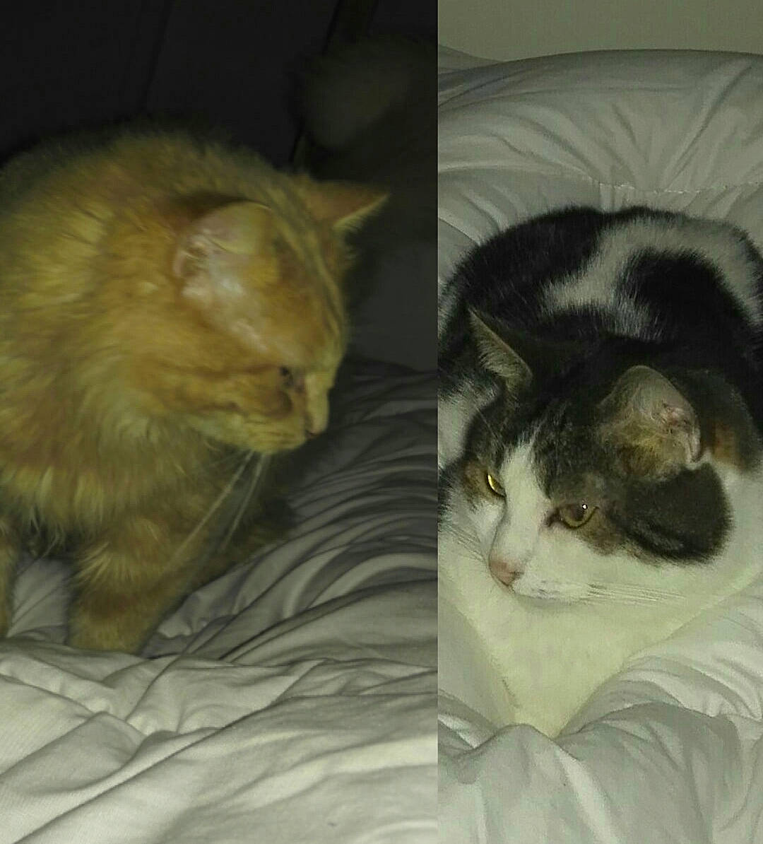 Noisette Et Cannelle a rejoint le concours — aidez-le/la à gagner de superbes lots ! american_curl, asian, carnivore, cat, cymric, domestic_long_haired_cat, domestic_short_haired_cat, ear, european_shorthair, eye, fawn, felidae, fur, kitten, mammal, norwegian_forest_cat, polydactyl_cat, small_to_medium_sized_cats, tail, whiskers