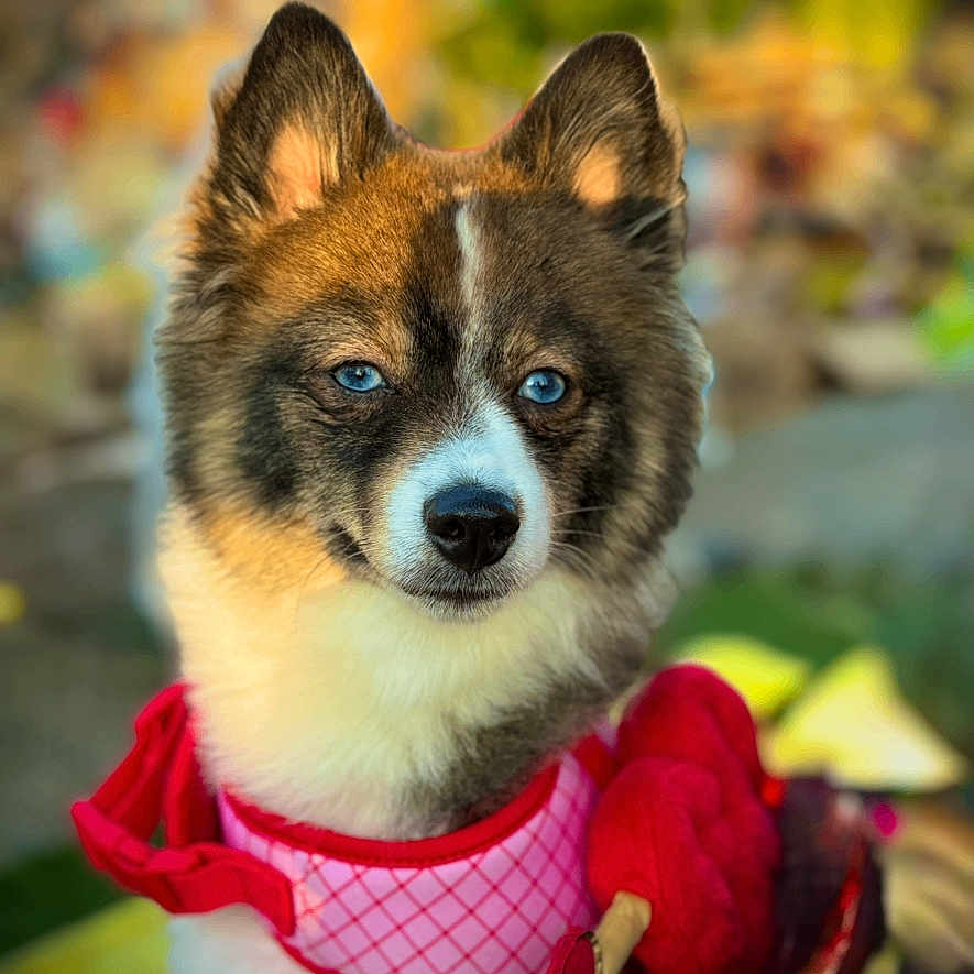 Blue is registered to the contest to win money with this photo: dog, blue_eyes, outdoor, pet, fur, cute, animal, portrait, clothing, pink, red, fluffy, canine, nature, blurred_background, ears, face, muzzle, sitting, adorable