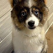 Blue is registered to the contest to win money with this photo: dog, puppy, blue_eyes, fluffy, sitting, indoor, tile_wall, curious, pet, canine, fur, white_fur, brown_fur, black_fur, animal, looking_up, cute, companion, domestic_animal, alert