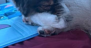 Blue joined the competition — help win amazing prizes! dog, sleeping, paw, fur, bed, blanket, mat, resting, closeup, indoor, cute, animal, pet, relaxed, cozy, napping, quiet, soft, brown, white
