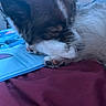 dog, sleeping, paw, fur, bed, blanket, mat, resting, closeup, indoor, cute, animal, pet, relaxed, cozy, napping, quiet, soft, brown, white