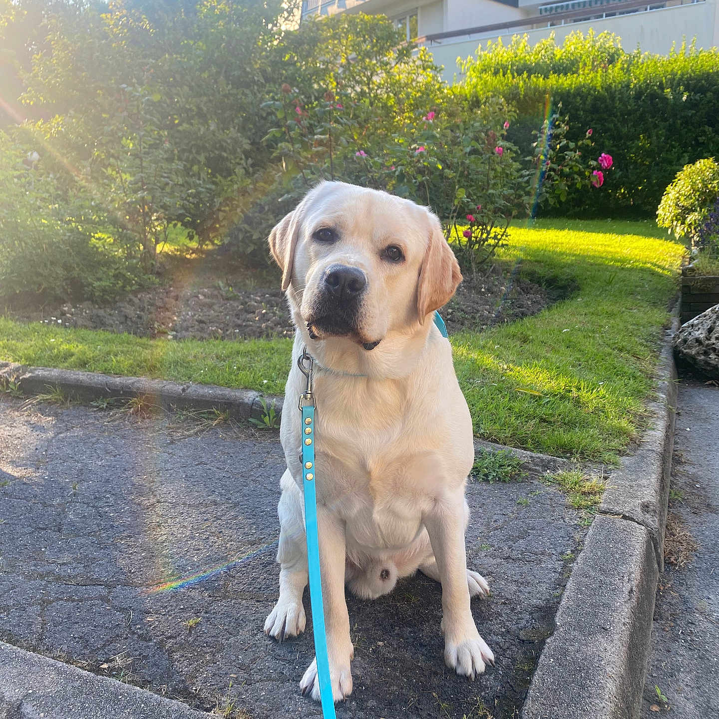 Django participe au concours pour gagner de l'argent avec cette photo : accessories, animal, canine, dog, grass, herbal, herbs, labradorretriever, nature, neighborhood, outdoors, path, pet, plant, puppy, slate, strap, tree, vegetation, walkway