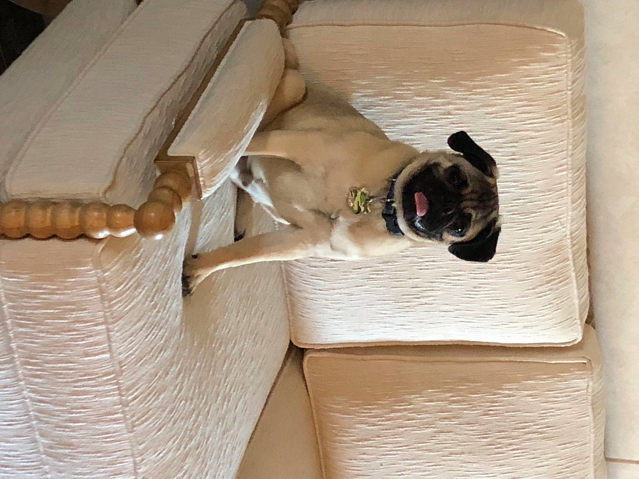 Pluto joined the competition — help win amazing prizes! beige, carnivore, comfort, companion_dog, dog, dog_breed, eyewear, fawn, hardwood, human_leg, outdoor_furniture, pet_supply, plywood, rectangle, sunglasses, sunlounger, thigh, window, wood, working_animal
