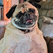 Pluto is registered to the contest to win money with this photo: dog, pug, pet, indoor, portrait, face, animal, canine, cute, smiling, collar, fur, wrinkles, tongue, closeup, cozy, living_room, furniture, blurred_background, companion