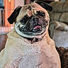 dog, pug, pet, indoor, portrait, face, animal, canine, cute, smiling, collar, fur, wrinkles, tongue, closeup, cozy, living_room, furniture, blurred_background, companion