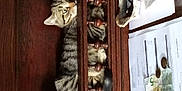 Saphir participe au concours pour gagner de l'argent avec cette photo : brown, cabinetry, carnivore, cat, cat_supply, closet, cupboard, curtain, door, drawer, felidae, hardwood, metal, room, shelf, shelving, small_to_medium_sized_cats, stairs, wood, wood_stain