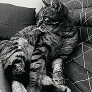 Saphir a rejoint le concours — aidez-le/la à gagner de superbes lots ! animal, black_and_white, cat, close_up, couch, domestic_cat, ears, fur, furniture, home, indoor, mammal, pattern, paws, pet, relaxed, resting, side_view, tabby, whiskers