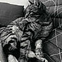animal, black_and_white, cat, close_up, couch, domestic_cat, ears, fur, furniture, home, indoor, mammal, pattern, paws, pet, relaxed, resting, side_view, tabby, whiskers