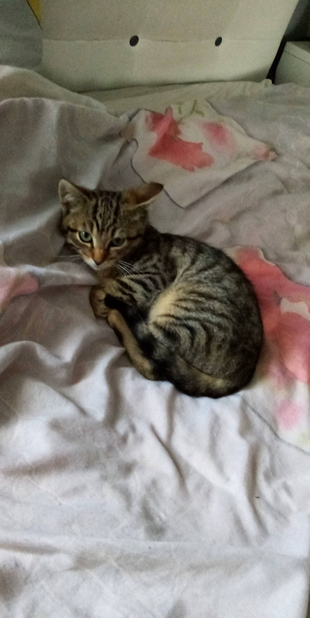 Saphir participe au concours pour gagner de l'argent avec cette photo : bed, bedding, carnivore, cat, claw, comfort, domestic_short_haired_cat, felidae, fur, grey, linens, nap, pattern, paw, small_to_medium_sized_cats, snout, tail, terrestrial_animal, whiskers, wildlife