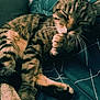 animal, blanket, cat, closeup, comfort, cozy, cute, feline, grooming, indoor, mammal, paw, pet, relaxed, resting, sleepy, soft, striped, tabby_cat, whiskers