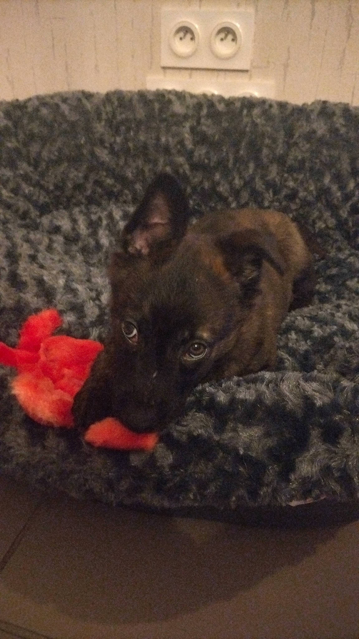 Taïga a rejoint le concours — aidez-le/la à gagner de superbes lots ! carmine, carnivore, comfort, companion_dog, dog, dog_breed, fawn, felidae, flooring, fur, grey, hardwood, liver, small_to_medium_sized_cats, snout, tail, terrestrial_animal, whiskers, wood, working_animal