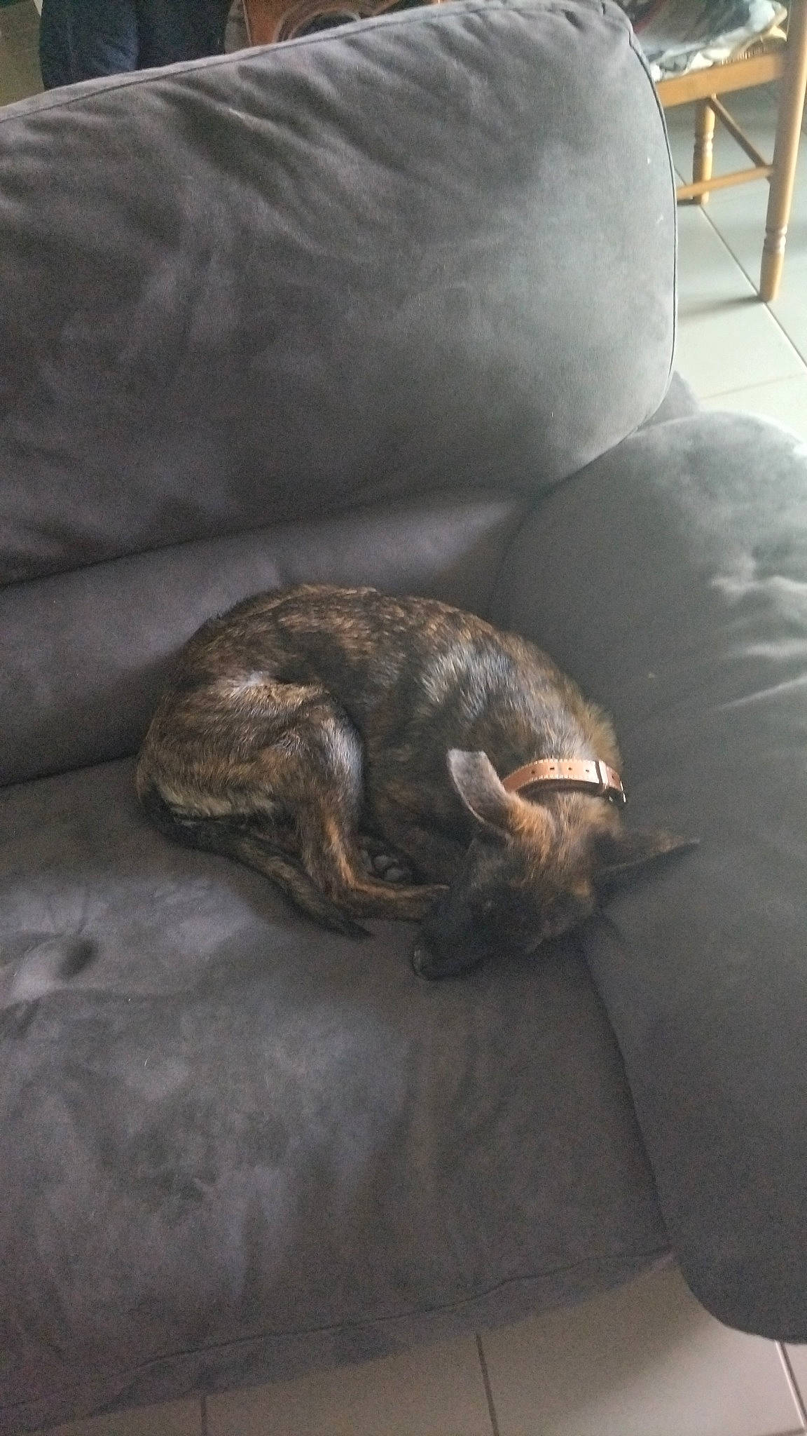 Taïga a rejoint le concours — aidez-le/la à gagner de superbes lots ! canidae, carnivore, claw, comfort, couch, dog_breed, felidae, flooring, fur, grey, hardwood, linens, liver, room, small_to_medium_sized_cats, sporting_group, tail, terrestrial_animal, whiskers, wood