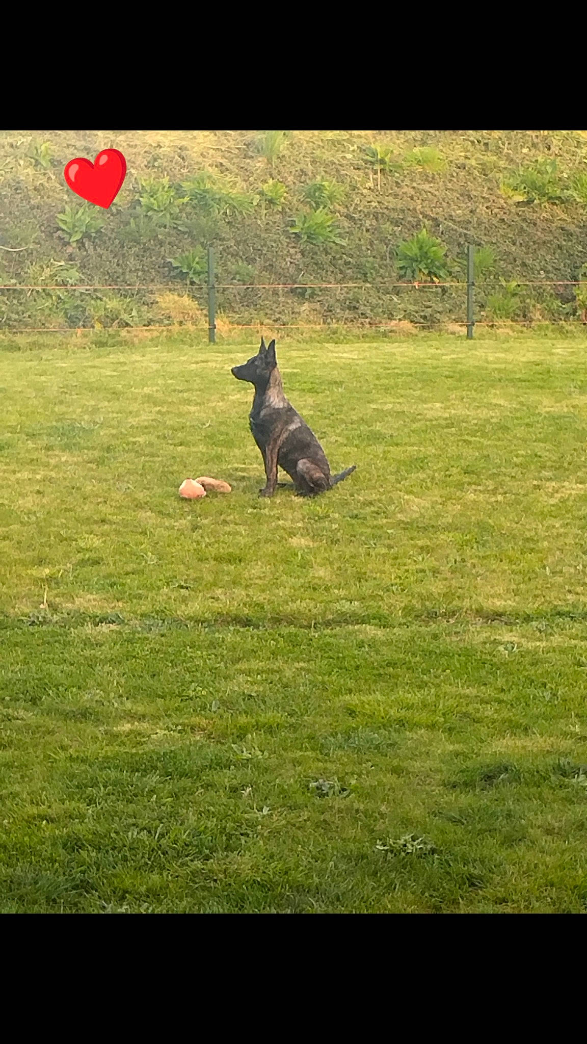 Taïga participe au concours pour gagner de l'argent avec cette photo : balloon, dog_breed, fawn, field, grass, grass_family, grassland, kangaroo, landscape, lawn, macropodidae, meadow, natural_landscape, pasture, plain, plant, prairie, recreation, terrestrial_animal, tree
