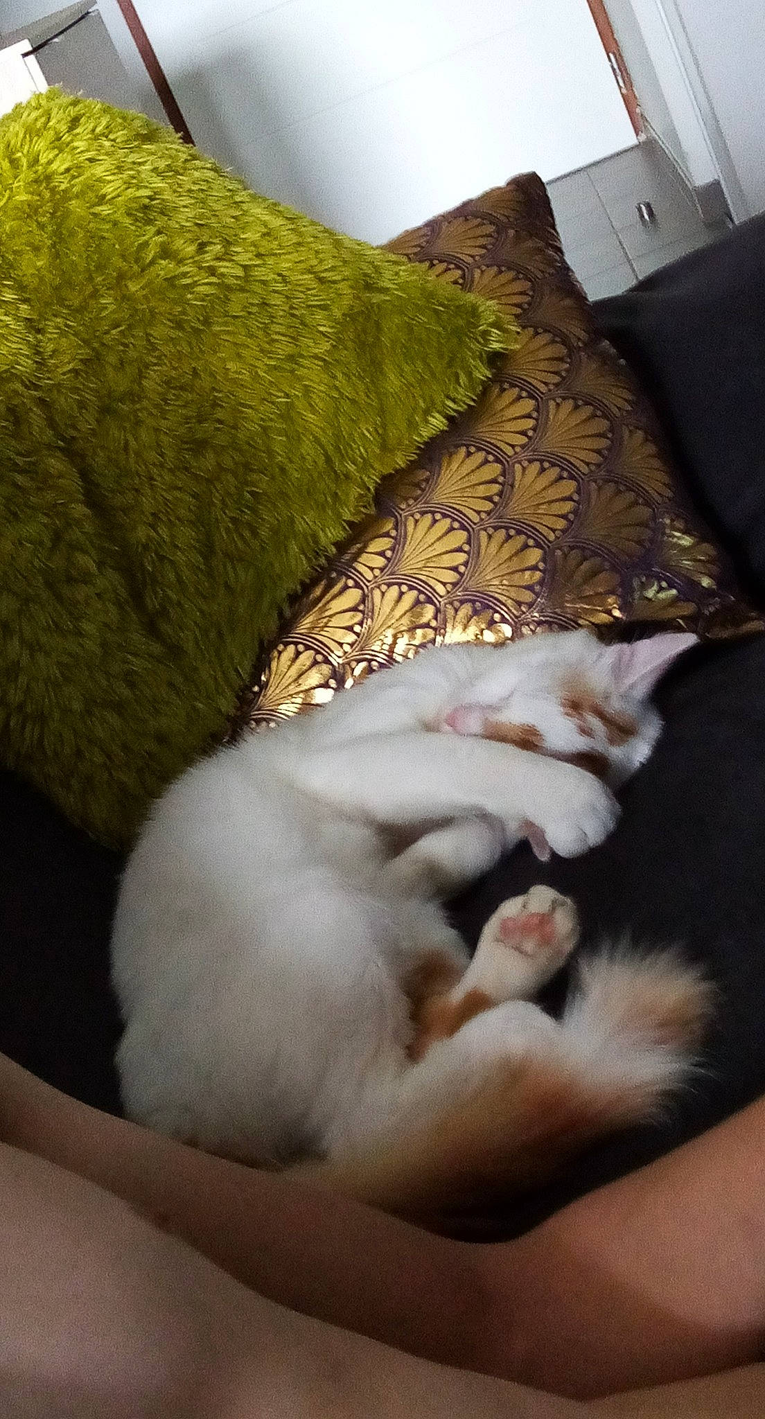 Rocky a rejoint le concours — aidez-le/la à gagner de superbes lots ! bed, bedding, carnivore, cat, comfort, couch, domestic_short_haired_cat, duvet, felidae, flooring, fur, hardwood, lamp, linens, paw, small_to_medium_sized_cats, tail, textile, whiskers, wood