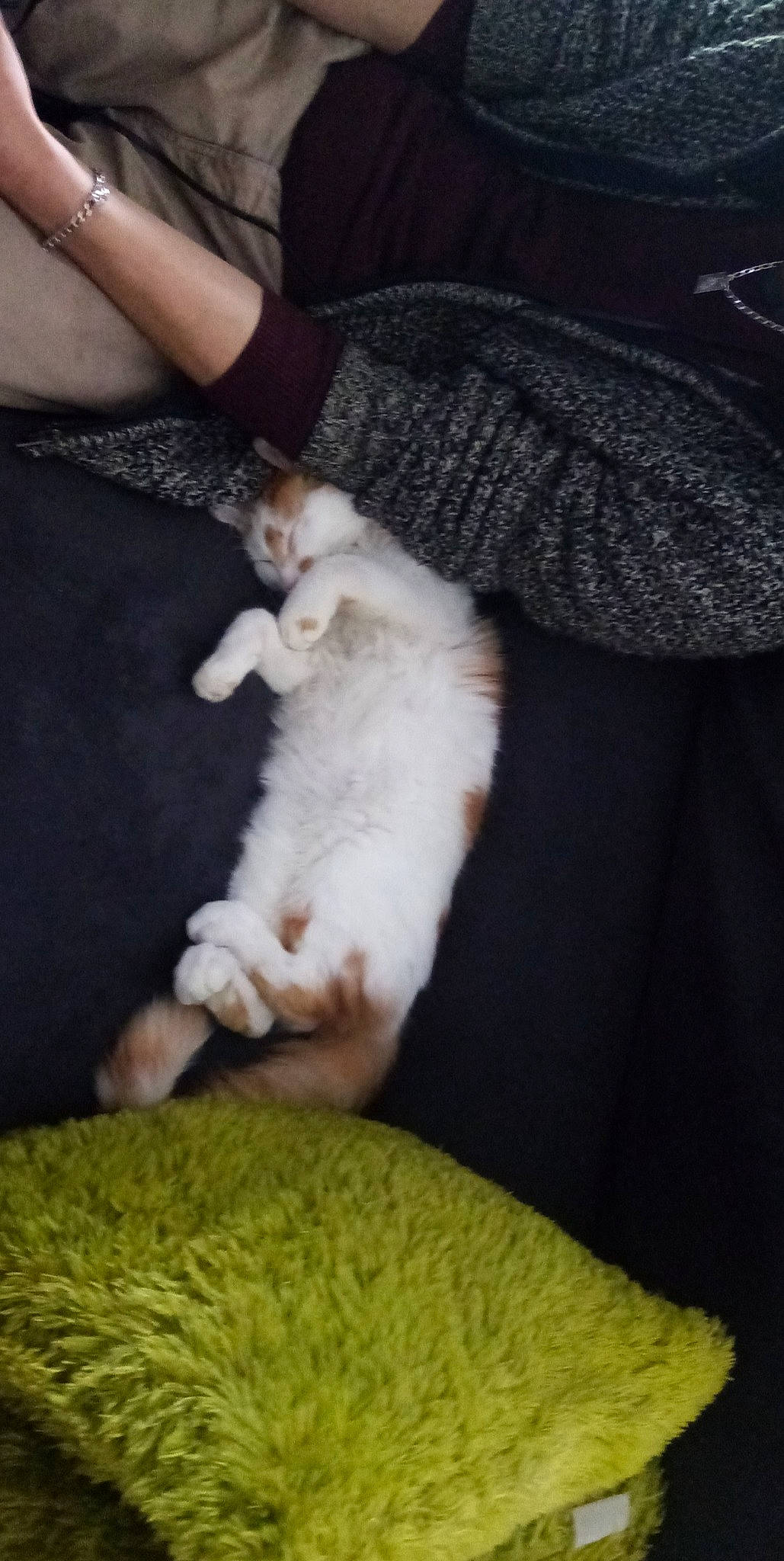 Rocky a rejoint le concours — aidez-le/la à gagner de superbes lots ! carnivore, cat, claw, comfort, companion_dog, dog_breed, domestic_short_haired_cat, fawn, felidae, fur, gesture, hand, human_leg, lap, nail, paw, small_to_medium_sized_cats, tail, toy_dog, whiskers