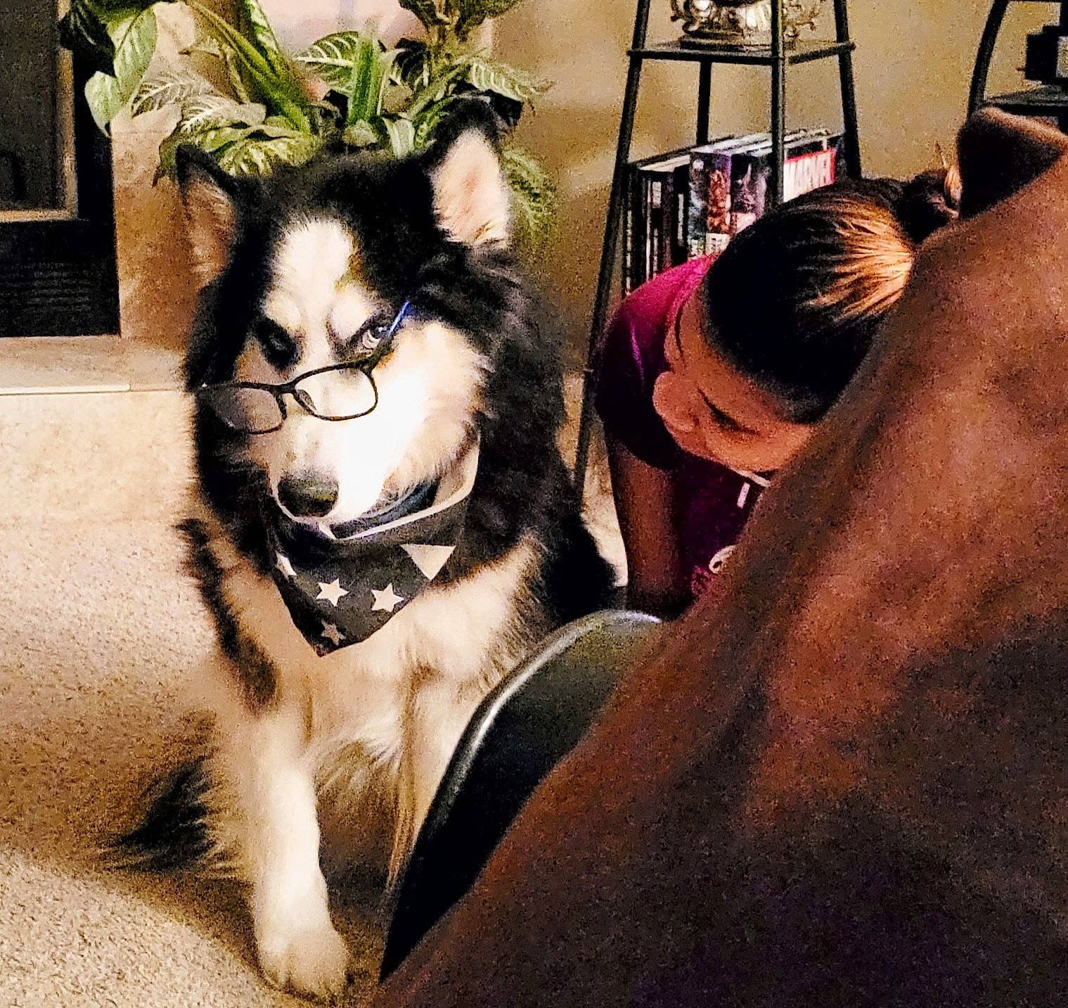 Rex is registered to the contest to win money with this photo: ancient_dog_breeds, canidae, carnivore, companion_dog, dog, dog_breed, felidae, fun, fur, happy, houseplant, paw, photo_caption, sitting, small_to_medium_sized_cats, smile, tail, whiskers, window, working_dog