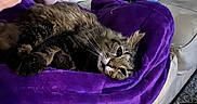 Oscar is registered to the contest to win money with this photo: cat, tabby_cat, purple_blanket, couch, beige_couch, person, hands, smartphone, tablet, game_controller, living_room, relaxing, indoor, furniture, pet, animal, cozy, resting, domestic, technology