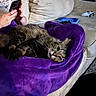 cat, tabby_cat, purple_blanket, couch, beige_couch, person, hands, smartphone, tablet, game_controller, living_room, relaxing, indoor, furniture, pet, animal, cozy, resting, domestic, technology